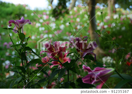 Lily's paradise <Sleeping lily's garden> 91235167