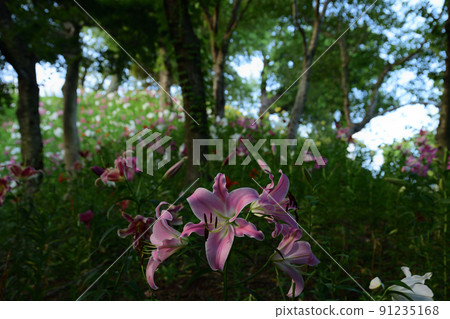 Lily's paradise <Sleeping lily's garden> Lily's paradise <Sleeping lily's garden> 91235168