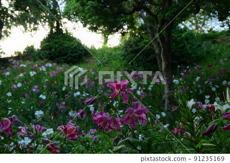 Lily's paradise <Sleeping lily's garden> 91235169