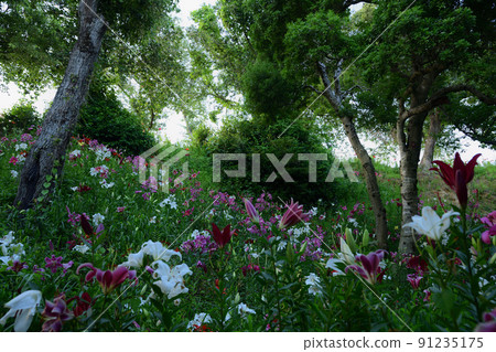 Lily's paradise <Sleeping lily's garden> 91235175