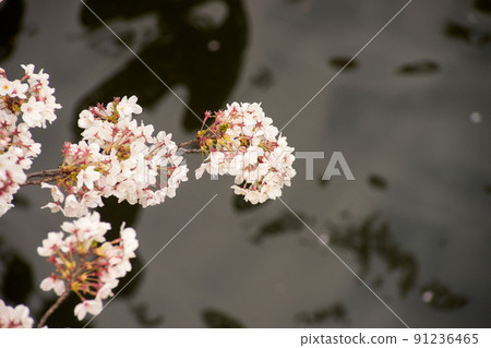 Along the river, cherry blossoms, water surface, background, up, branches, branch tips, petals 91236465