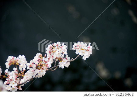 櫻花，黑色背景，宏，鮮花，盛開 91236468