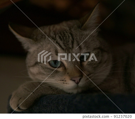 The main cat of my home The main cat of my home 91237020