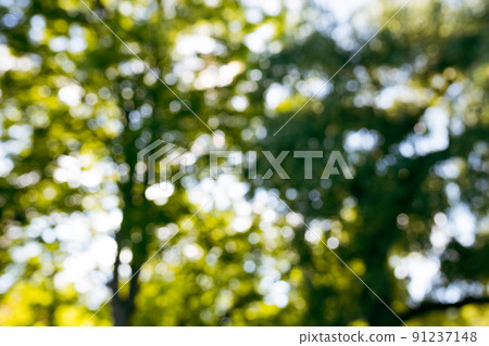 Abstract nature background. Green bokeh texture. Beautiful blurred summer trees in park Abstract nature background. Green bokeh texture. Beautiful blurred summer trees in park 91237148