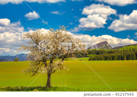 Blooming fruit tree in the foreground of a sunny spring landscap 91237543