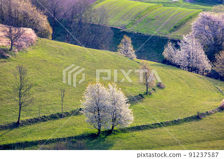 Spring rural landscape motif. Spring rural landscape motif. 91237587