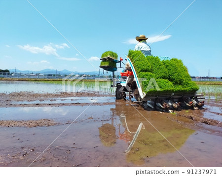 Rural scenery of rice planting on a rice planter under the blue sky Rural scenery of rice planting on a rice planter under the blue sky 91237971