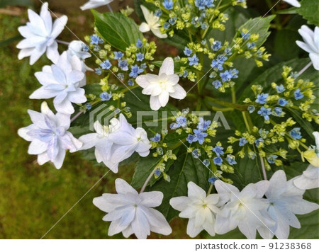 Gaku 繡球花“隅田川煙花” Gaku 繡球花“隅田川煙花” 91238368