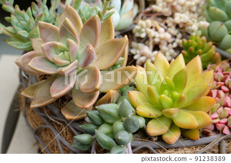 多汁植物 91238389