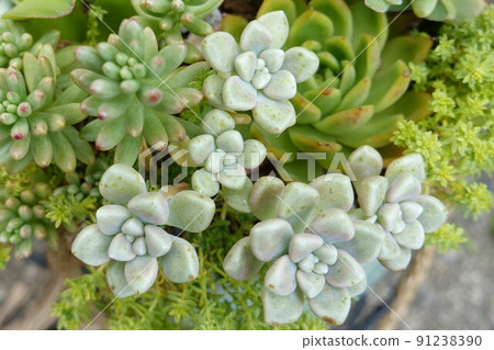 Succulent plants 91238390