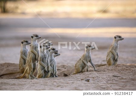 Meerkat in Kgalagadi transfrontier park, South Africa 91238417