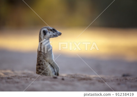 Meerkat in Kgalagadi transfrontier park, South Africa 91238419