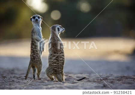 Meerkat in Kgalagadi transfrontier park, South Africa 91238421