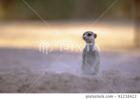 Meerkat in Kgalagadi transfrontier park, South Africa 91238422