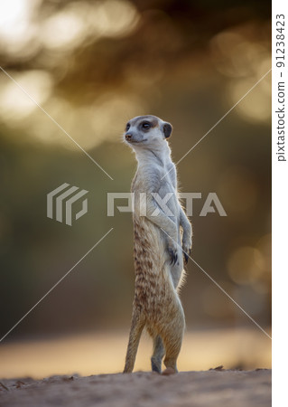 Meerkat in Kgalagadi transfrontier park, South Africa Meerkat in Kgalagadi transfrontier park, South Africa 91238423