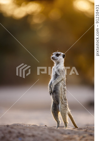 Meerkat in Kgalagadi transfrontier park, South Africa 91238431