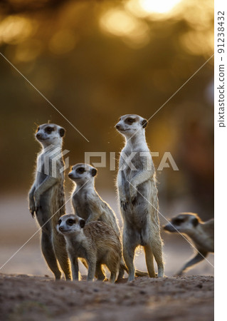 Meerkat in Kgalagadi transfrontier park, South Africa 91238432