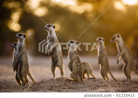 Meerkat in Kgalagadi transfrontier park, South Africa Meerkat in Kgalagadi transfrontier park, South Africa 91238433