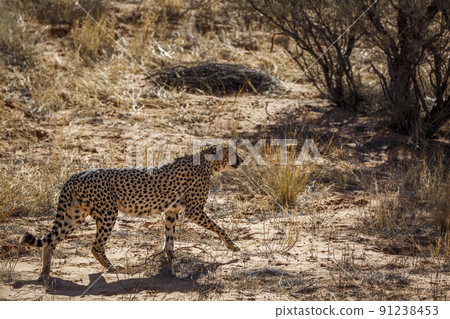 Cheetah in Kgalagadi transfrontier park, South Africa Cheetah in Kgalagadi transfrontier park, South Africa 91238453
