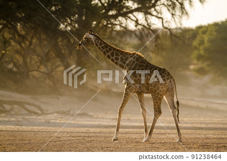 Giraffe in Kgalagadi transfrontier park, South Africa Giraffe in Kgalagadi transfrontier park, South Africa 91238464