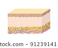Anatomy of the structure of human skin. Scientific guide 91239141