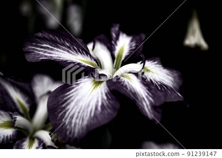 Suitopia Konan Iris 91239147