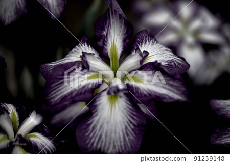 Suitopia Konan Iris Suitopia Konan Iris 91239148