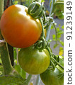 收穫前的番茄 91239149