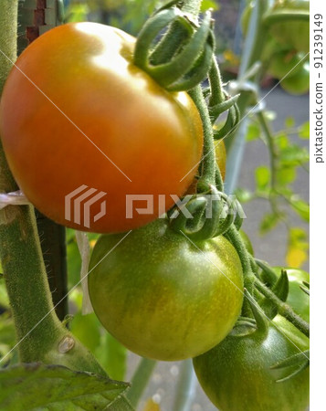 收穫前的番茄 91239149