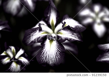 Suitopia Konan Iris Suitopia Konan Iris 91239150