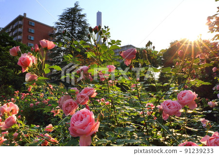 Rose garden Rose garden 91239233