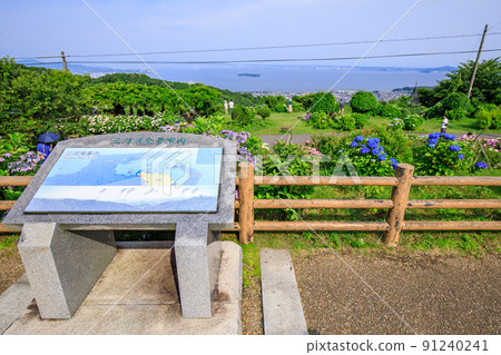 Gamagori City Sanganesan Skyline Observatory where hydrangea is in full bloom 91240241