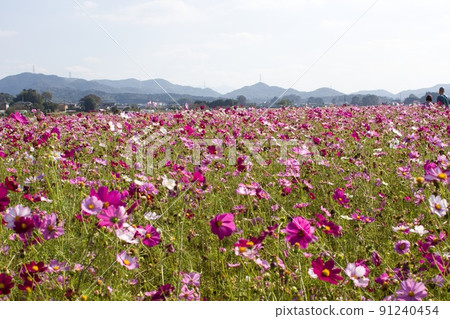 Cosmos field in Mashiko-machi 91240454