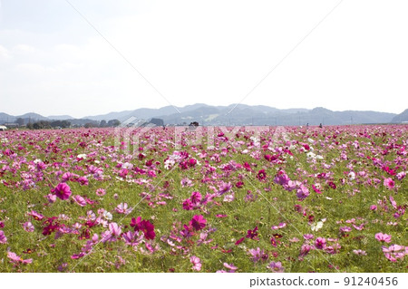 Cosmos field in Mashiko-machi 91240456