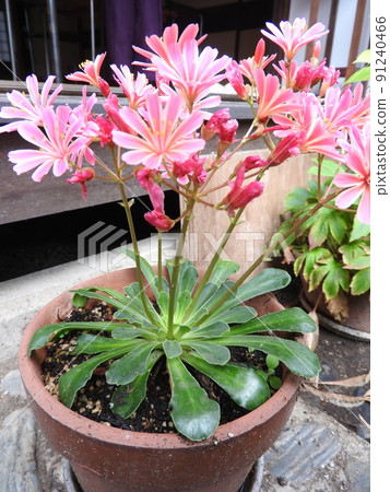 Evergreen perennial "Lewisia" native to North America 91240466