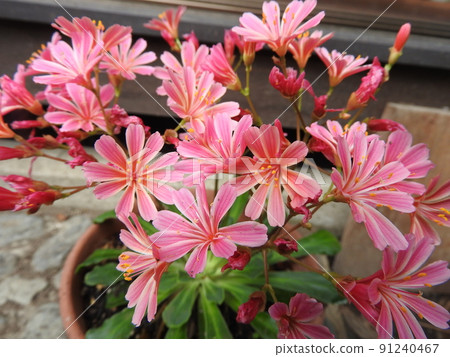 Evergreen perennial "Lewisia" native to North America 91240467