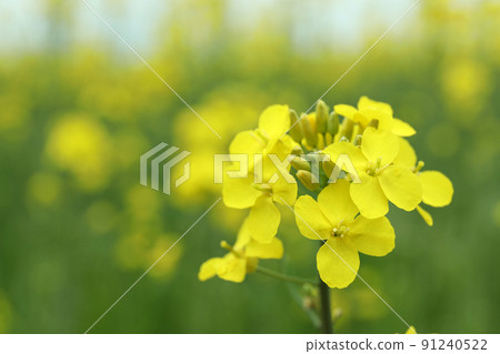 Rapeseed flower, close up and selective focus 91240522