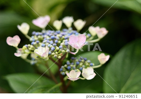 額頭繡球花 額頭繡球花 91240651