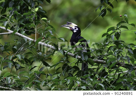 Malabar pieda, a large bird that lives in the jungle of national parks in Thailand and Malaysia Malabar pieda, a large bird that lives in the jungle of national parks in Thailand and Malaysia 91240891