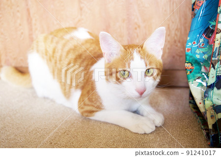 Cat's Hinata Bokko / Tea Tabby Cat Cat's Hinata Bokko / Tea Tabby Cat 91241017