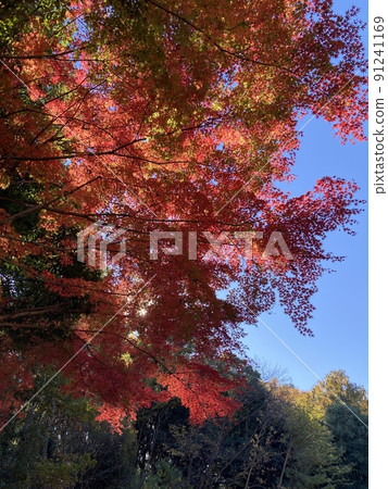 秋天的樹葉 91241169