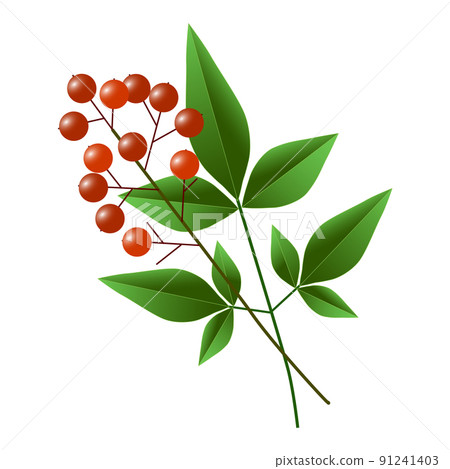 紅色南天竹果和綠葉 91241403