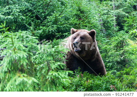 Wild brown bear (Ursus arctos) close up Wild brown bear (Ursus arctos) close up 91241477