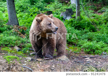 Wild brown bear (Ursus arctos) close up 91241478
