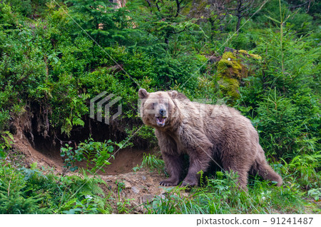 Wild brown bear (Ursus arctos) close up Wild brown bear (Ursus arctos) close up 91241487