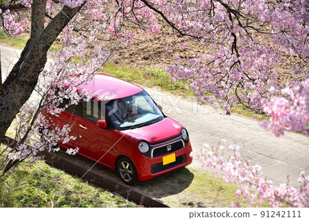 Red car and cherry blossoms Red car and cherry blossoms 91242111