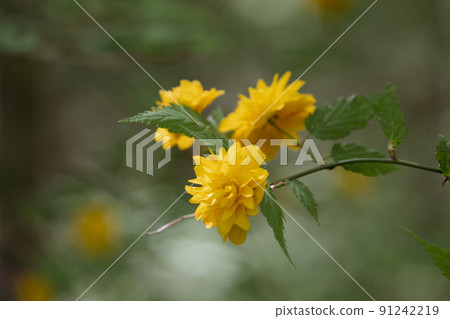 小倉山的登山風景 91242219