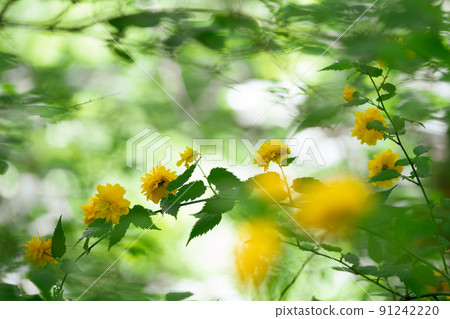 Climbing scenery of Mt. Ogura 91242220