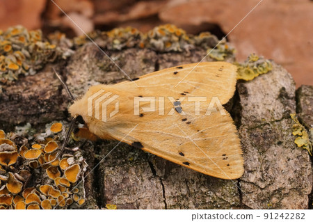 Closeup on a Buff Ermine moth, Spilosoma lutea Closeup on a Buff Ermine moth, Spilosoma lutea 91242282