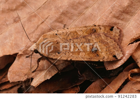 Closeup on a large Yellow underwing moth, Noctua pronuba Closeup on a large Yellow underwing moth, Noctua pronuba 91242283